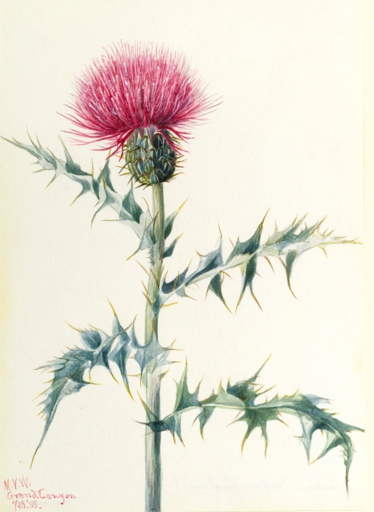 painting of a pink thistle flower