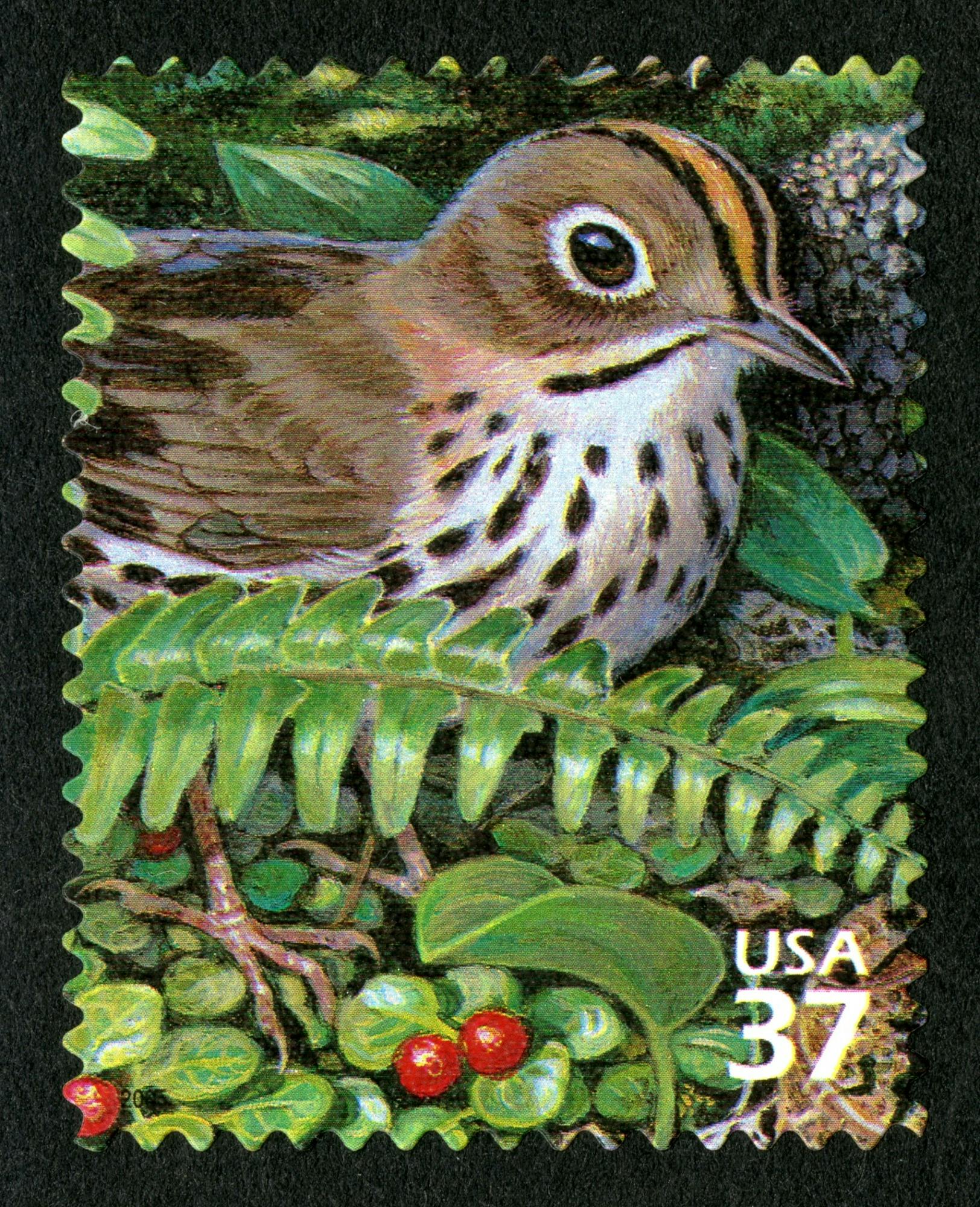 postage stamp showing a brown bird with white chest and black dots and striping standing among ferns, leaves, and red berries. Text reads: "USA 37"