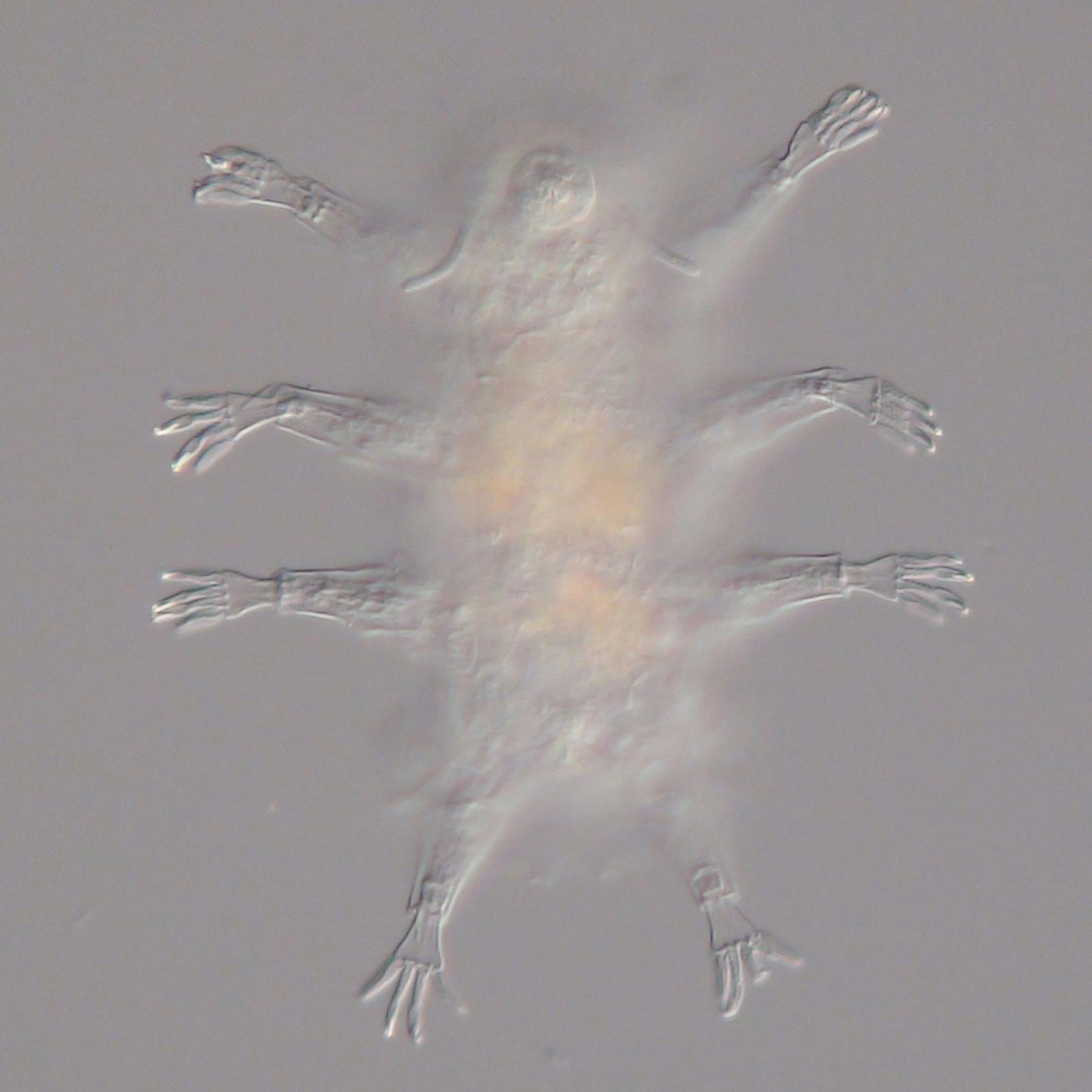 Microscopic image of a translucent tardigrade with detailed view of its extended limbs and transparent body