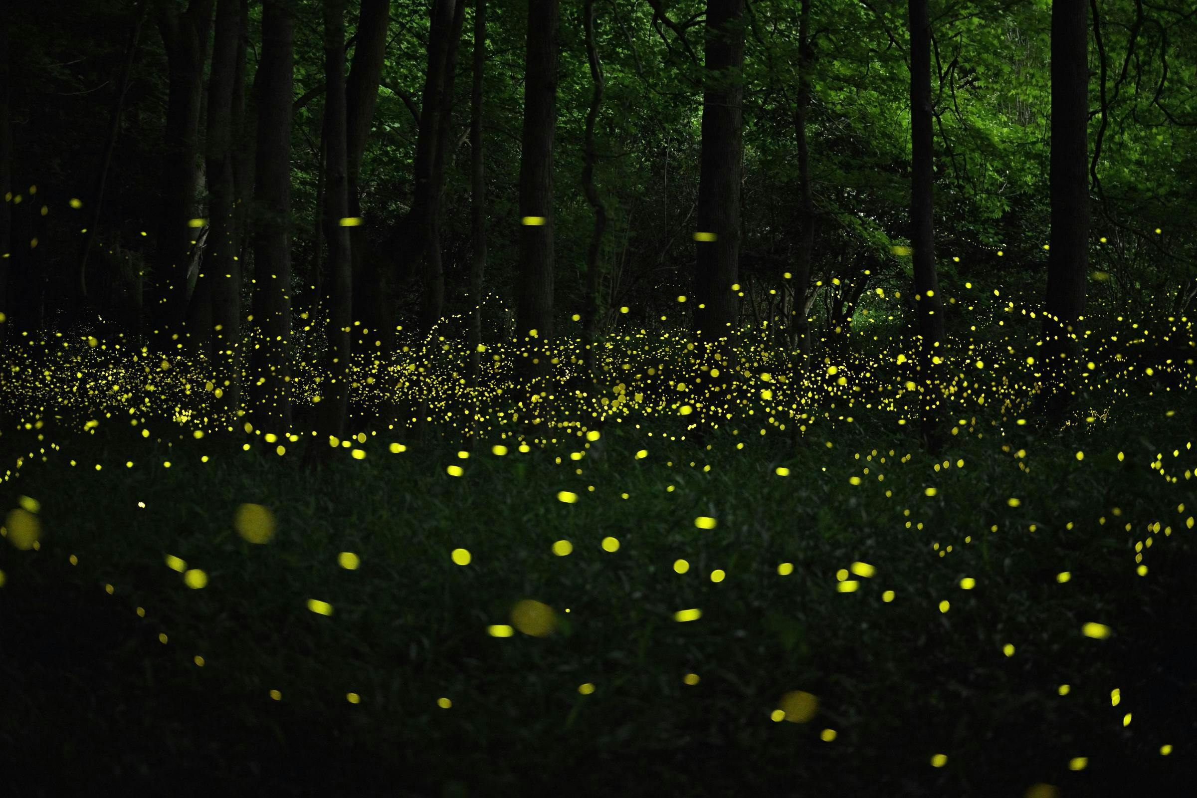 yellow dots hover over a forest field