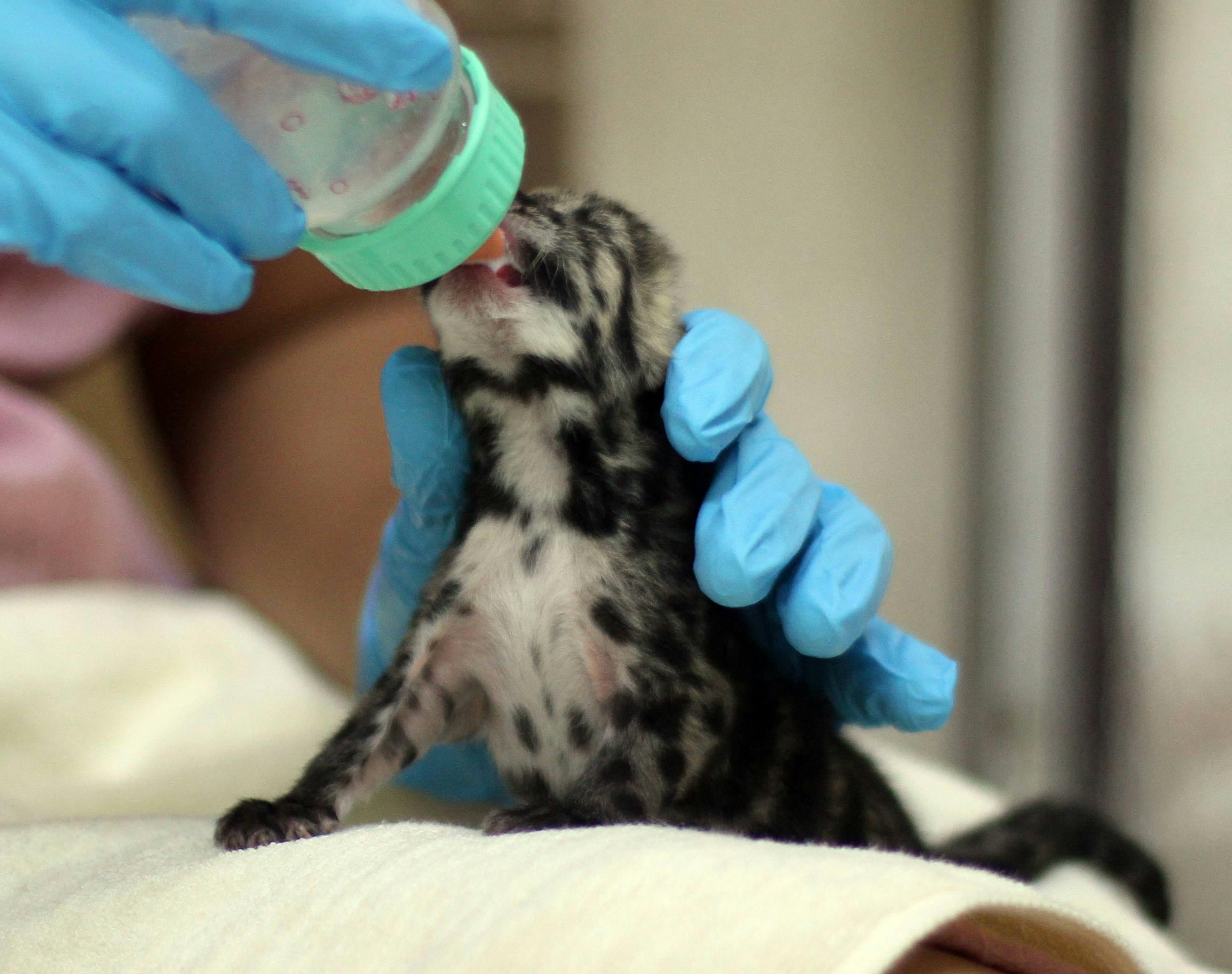 A newborn clouded leopard cub being bottle-fed by a person in blue gloves, sitting upright on a white towel
