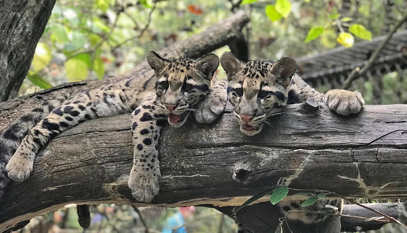 Clouded leopards on a tree branch.