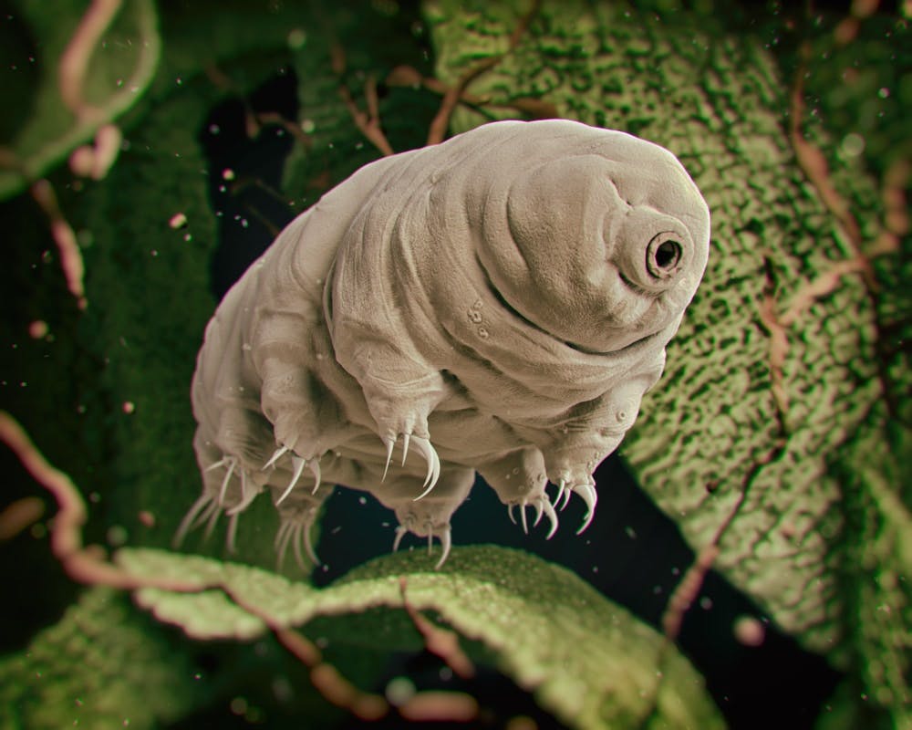 image of a tardigrade in front of green leaves