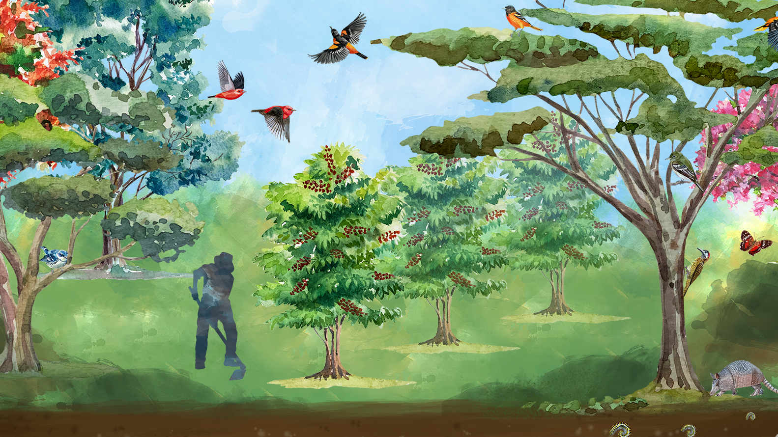 colorful illustration of birds flying over a wooded coffee field and a farmer working