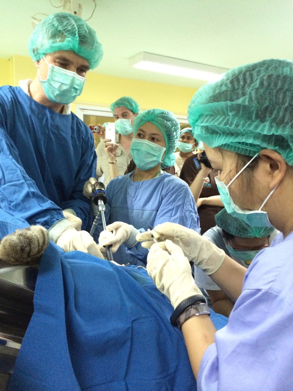Veterinary team in scrubs performing artificial insemination on a sedated clouded leopard in a surgical environment