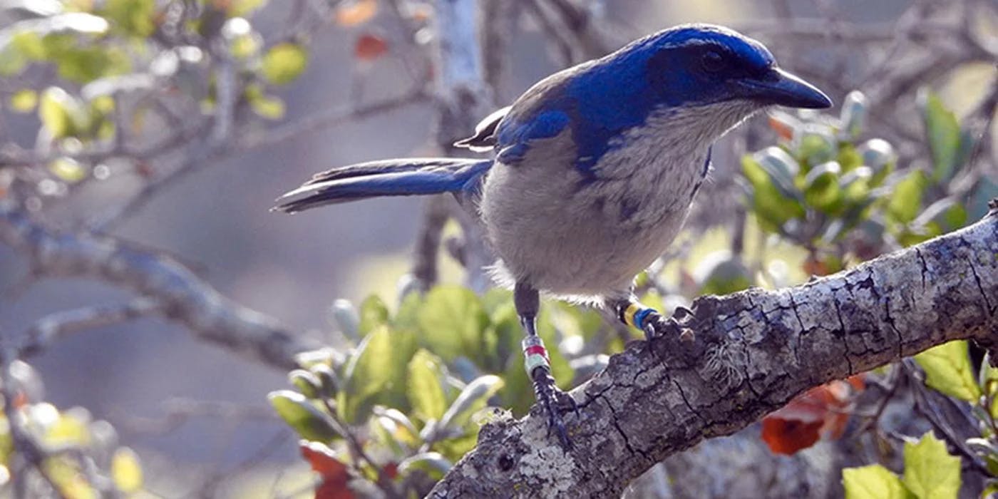 Photograph of an island scrub jay, a bird with a blue head and back and white breast, perched on a branch